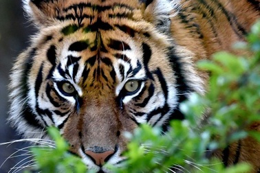 Nhân viên vườn thú tử vong vì bị hổ tấn công