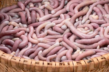 7 món sơn hào hải vị tiến vua thời xưa