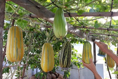 Chăm cháu ăn dặm, bà nội Vũng Tàu làm vườn rau trái sum suê "trên nóc nhà"