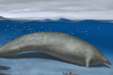 Cá voi cổ đại ở Peru có thể là loài động vật nặng nhất trong lịch sử