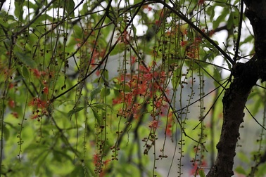 Lộc vừng Hồ Gươm rắc mưa hoa chờ gót son xuống phố