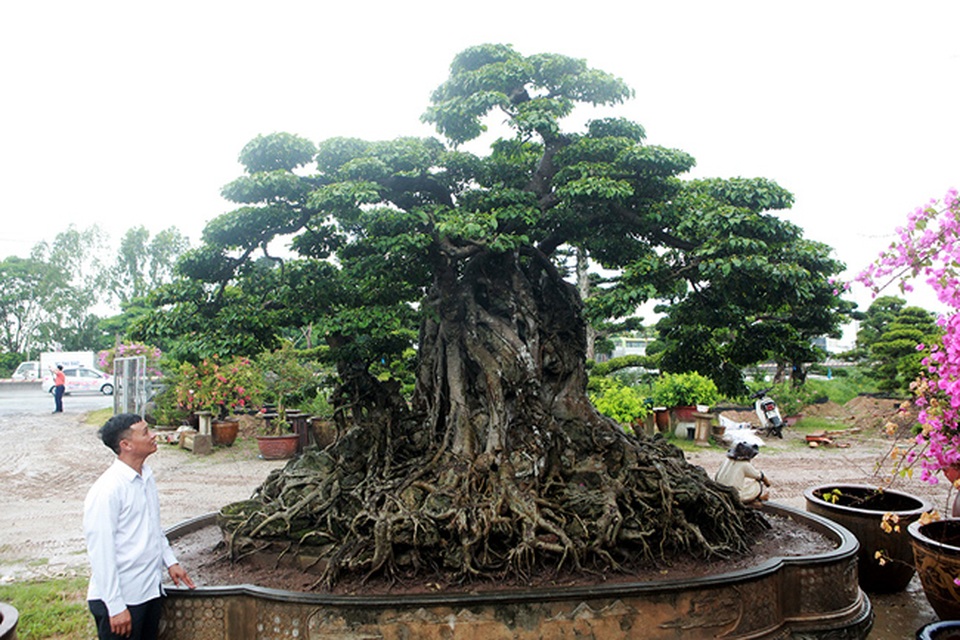 Chiêm ngưỡng sanh cổ triệu đô đang xin thủ tục trở thành bảo vật quốc gia - 4 Chiêm ngưỡng sanh cổ triệu đô đang xin thủ tục trở thành bảo vật quốc gia - 4