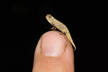 Phát hiện loài bò sát nhỏ nhất thế giới