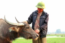"Thợ chăn trâu thịt, 365 ngày/năm đều ở ngoài đồng..."