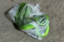 Ông lão 70 tuổi bắt rắn lục cho vào túi nilon đến gặp bác sĩ