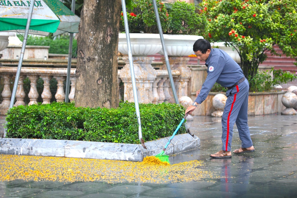 Mùa hoa Giáng Hương rực rỡ thành Vinh - 31 Mùa hoa Giáng Hương rực rỡ thành Vinh - 31