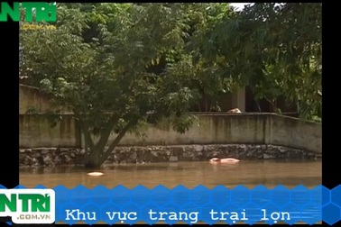 Tiến hành tiêu hủy hàng nghìn con lợn chết