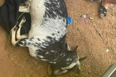 Vụ "bắn nhầm" dê của dân: Có thể điều tra thêm tội danh?