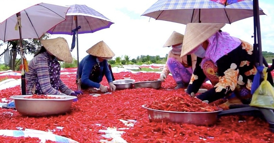 Phồng tay, cay mắt với nghề phơi ớt - 4 Phồng tay, cay mắt với nghề phơi ớt - 4
