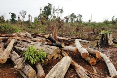 3 kiểm lâm bị hàng chục đối tượng bao vây, đánh trọng thương