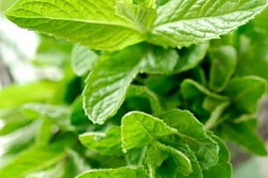 Chữa côn trùng đốt bằng cây lá quanh nhà