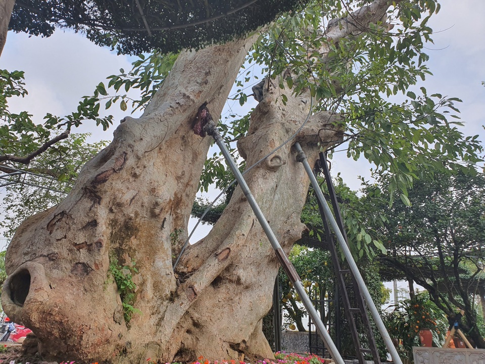 “Siêu” sung cổ thụ, chủ vườn rao bán 1,2 tỷ đồng “miễn mặc cả” gây xôn xao Hà Nội - 4 “Siêu” sung cổ thụ, chủ vườn rao bán 1,2 tỷ đồng “miễn mặc cả” gây xôn xao Hà Nội - 4
