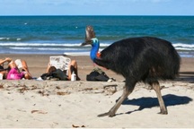 To lớn như khủng long, đây là loài chim nguy hiểm nhất con người từng nuôi