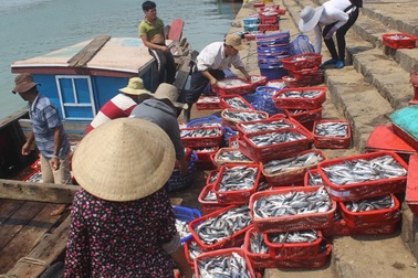 Giúp dân "gỡ rối" sau vụ cá biển chết hàng loạt