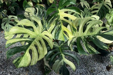 Sau lan đột biến, trầu bà hét giá tiền tỷ: Chuyên gia lên tiếng cảnh báo