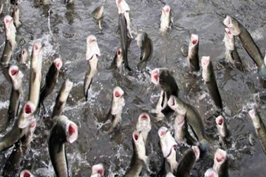 Đàn cá lóc biết nhảy múa ở Cần Thơ bị bán thịt giá 70.000 đồng/kg