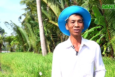 Lão nông Hậu Giang trồng 10.000 chậu lúa