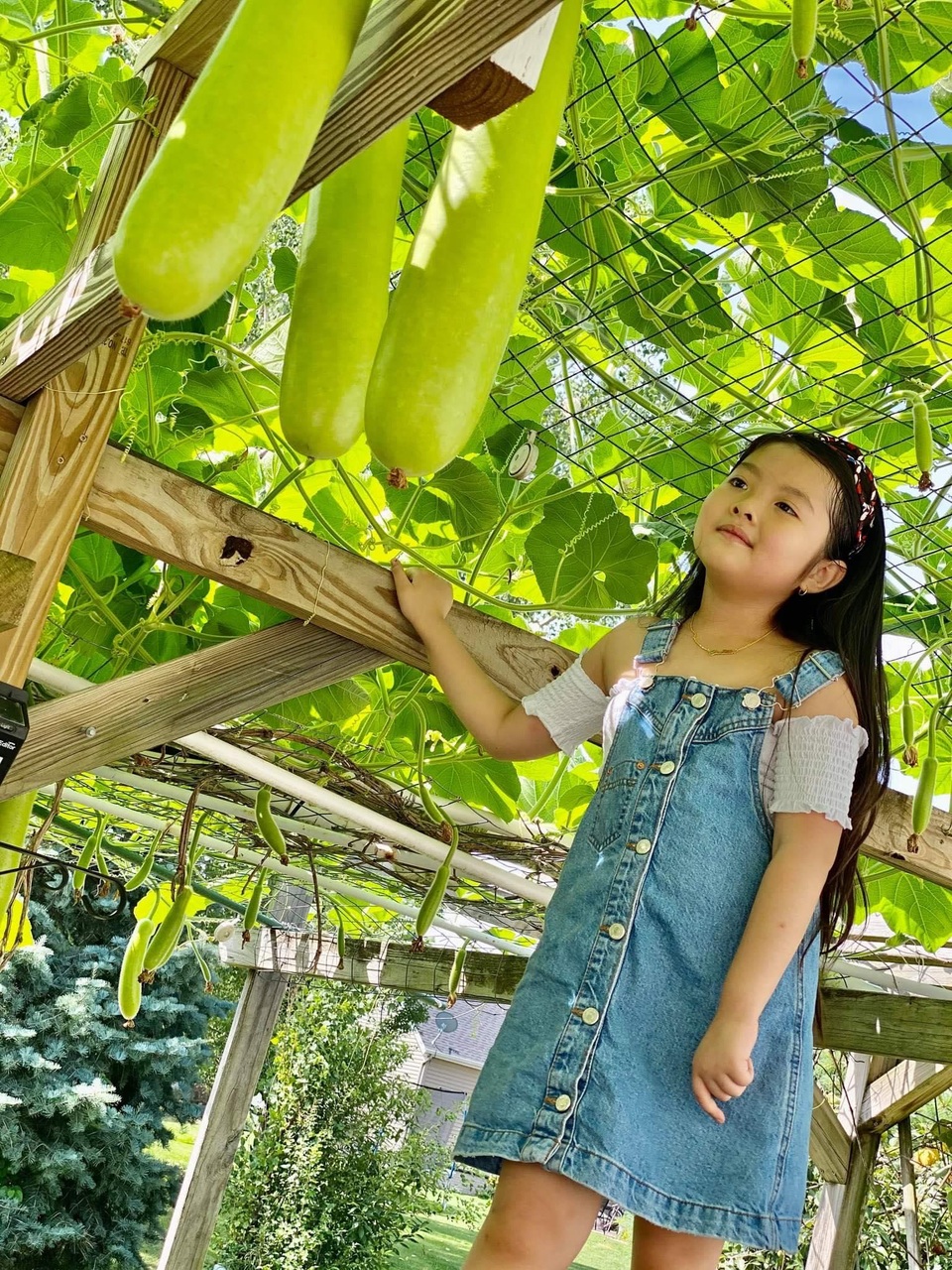 Mê mẩn vườn 20m2 ngập rau, trái của người đàn ông gốc Việt ở Mỹ - 13