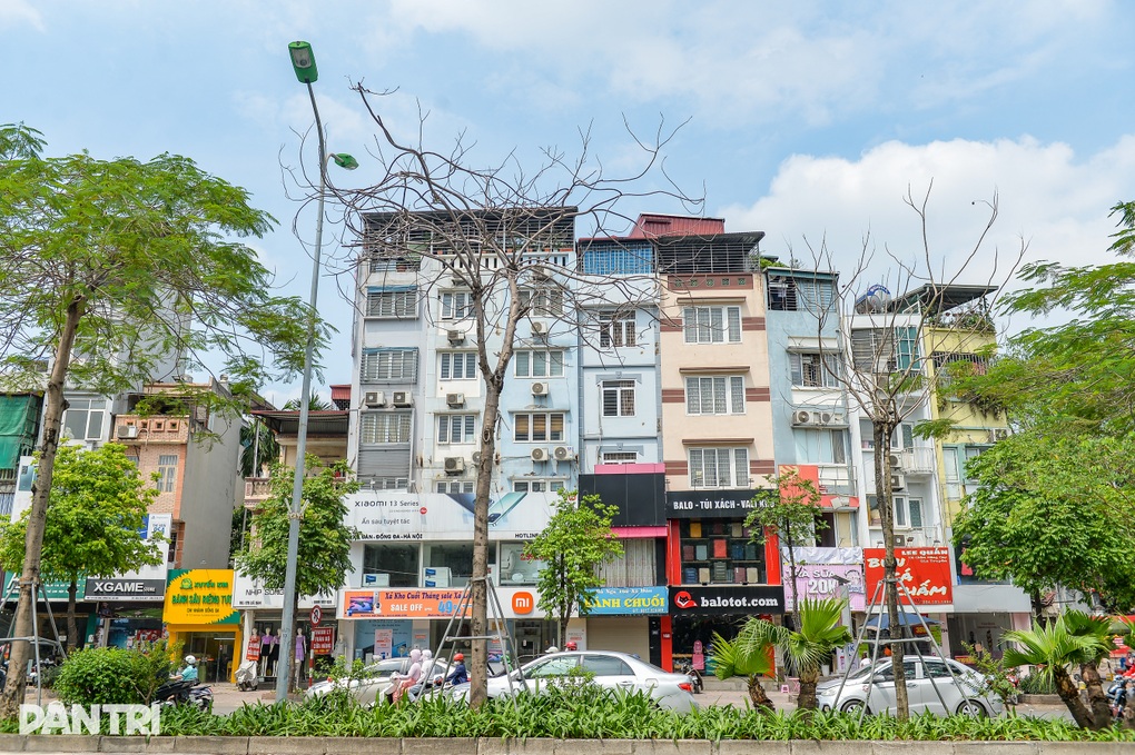 Hàng loạt cây có dấu hiệu chết khô, trụi lá ở Hà Nội - 3 Hàng loạt cây có dấu hiệu chết khô, trụi lá ở Hà Nội - 3