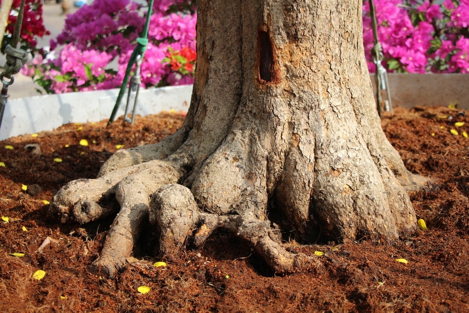 Cận cảnh “cụ” mai hơn 100 tuổi giá 2,4 tỷ đồng - 4 Cận cảnh “cụ” mai hơn 100 tuổi giá 2,4 tỷ đồng - 4