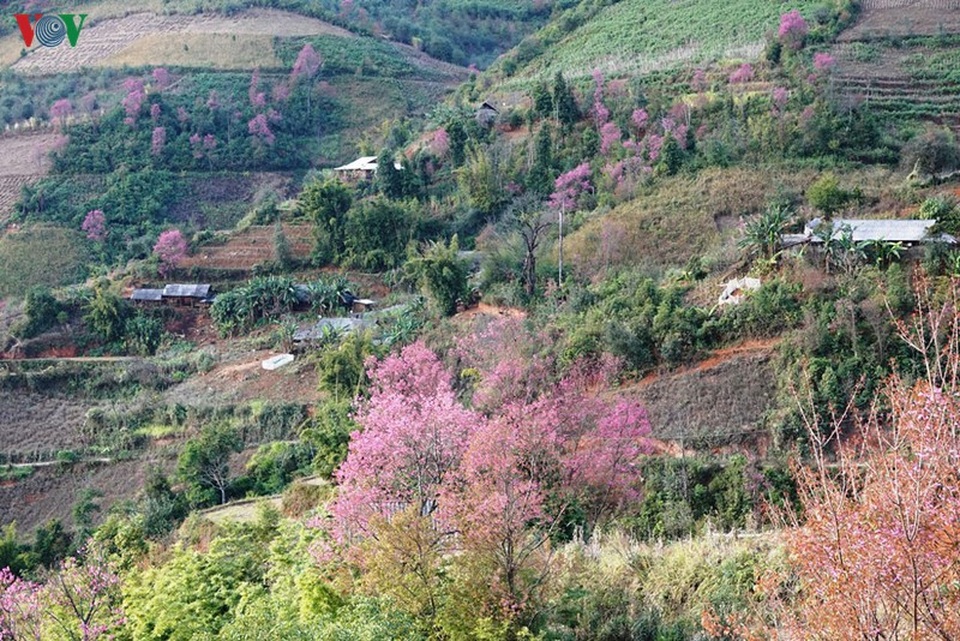Hoa đào bừng sáng trời đông Mù Cang Chải - 11