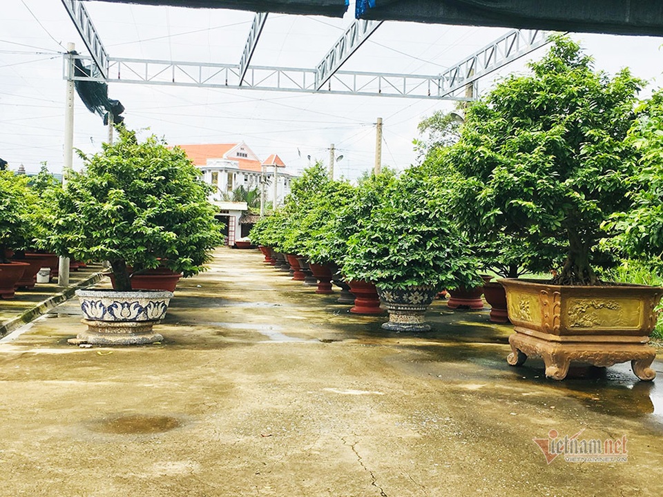Từ 4 cây mai trồng vì đam mê, anh nông dân thu 5 tỷ đồng/năm - 4 Từ 4 cây mai trồng vì đam mê, anh nông dân thu 5 tỷ đồng/năm - 4
