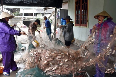 "Sướng mắt" xem mẻ lưới gần 1 tấn cá của ngư dân Hà Tĩnh