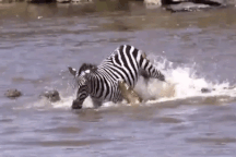 Ngựa vằn cắn thẳng vào mõm cá sấu để trốn thoát