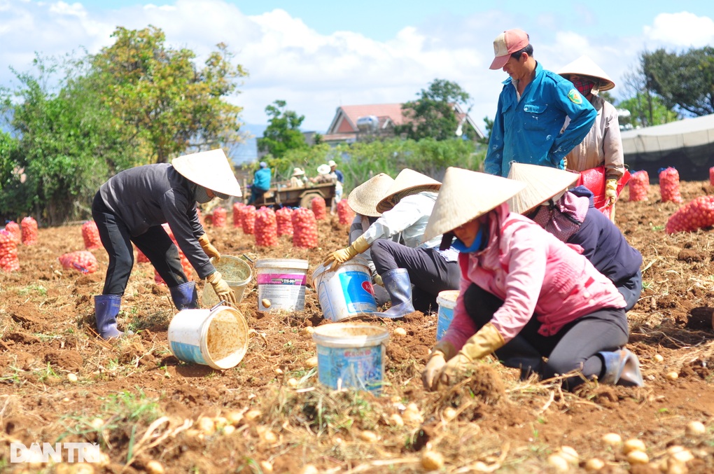 Đà Lạt tăng cường kiểm soát, xử lý nghiêm việc kinh doanh nông sản giả mạo