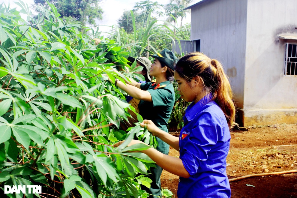 Độc đáo món lá mì xào của bà con đồng bào Tây Nguyên - 1 Độc đáo món lá mì xào của bà con đồng bào Tây Nguyên - 1