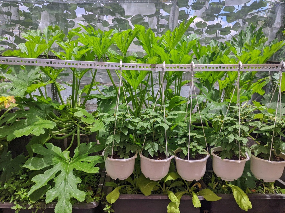 Kiến trúc sư lột xác sân thượng cũ bằng khu vườn sum suê giữa TPHCM - 5