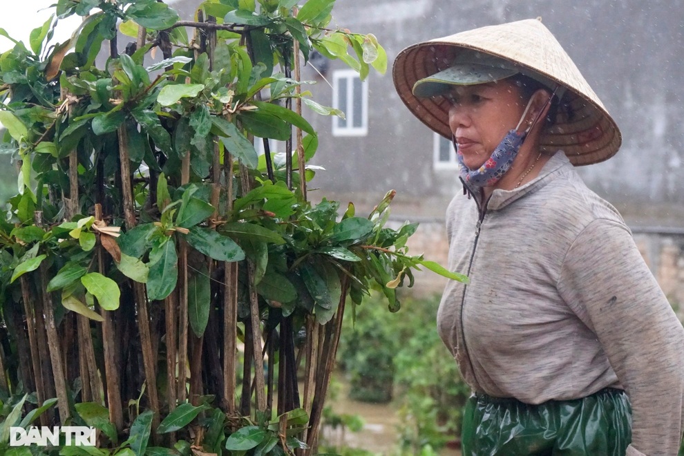 Nông dân dầm mình trong mưa lũ cứu mai - Bình Định -27 -10 - 2021 - Doãn Công -2 Nông dân dầm mình trong mưa lũ cứu mai - Bình Định -27 -10 - 2021 - Doãn Công -2