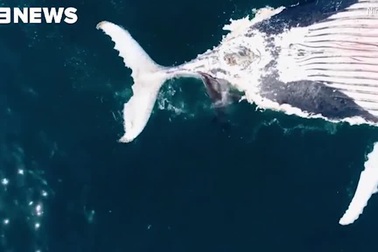 Bầy cá mập đói thi nhau “xả thịt” cá voi khổng lồ