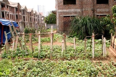 Biệt thự triệu đô thành ao cá, chuồng gà 