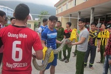 Trăn đất nặng 15kg nằm trước Phòng Cảnh sát PCCC