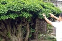 "Cụ" duối gần 300 tuổi giá 1,2 tỷ “ăn đứt” xe Camry có gì đặc biệt?