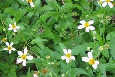 Cây cúc áo chữa đau lưng