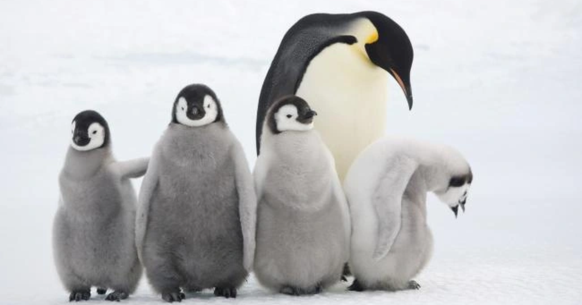 View - Hơn 200 chim cánh cụt lao đầu từ vách băng cao 15m xuống biển vì đói | Báo Dân trí