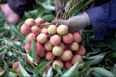 Vải Thanh Hà được mùa, người dân lo mất giá vì ảnh hưởng dịch Covid-19