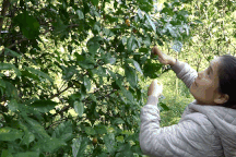 Chế vỏ trái cây thành đặc sản, kiếm vài chục triệu đồng mỗi vụ