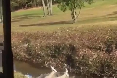 Màn nhảy xa và tiếp đất bị lỗi gây cười của một golfer