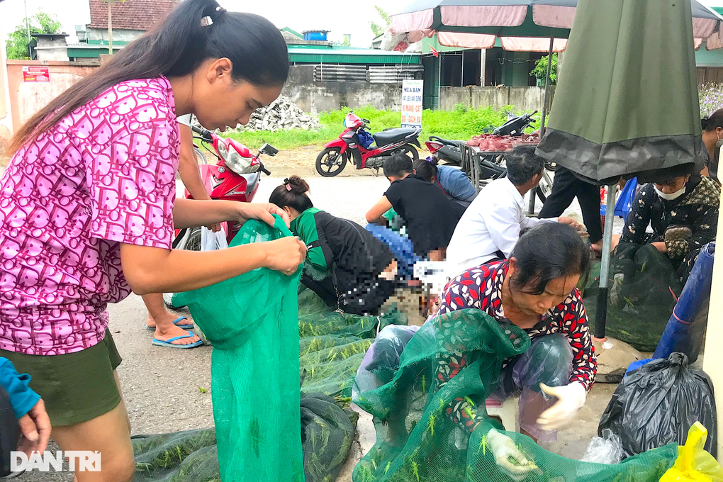 Chợ tôm bay hàng tuyển, ngoại cỡ ở ngoại ô - 1 Chợ tôm bay hàng tuyển, ngoại cỡ ở ngoại ô - 1