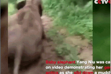 Hài hước cảnh voi con chơi “cầu trượt” trên sườn đồi