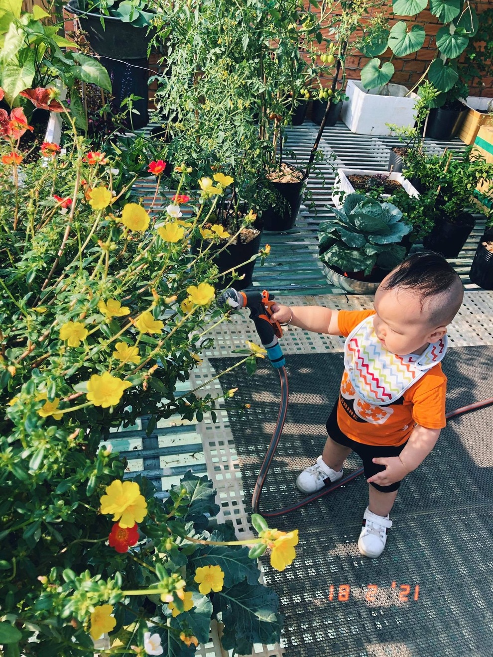 Chàng trai Sài Gòn biến mái nhà bếp thành vườn xanh mát tặng mẹ - 8