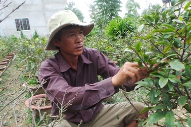 Mai vàng “hồi hộp” chờ được đưa về phố