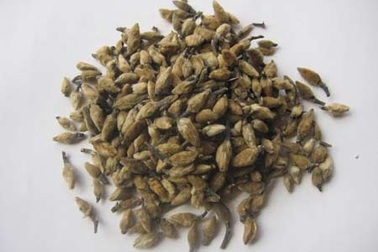 Chữa xoang mãn tính bằng Tân Di Tán