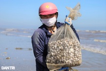 Sò dạt trắng bãi biển, người dân "nhặt" tiền triệu mỗi ngày