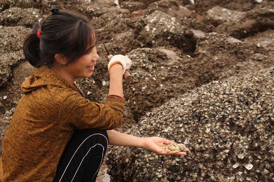 Độc đáo nghề gõ hà biển ở Đồ Sơn - 6