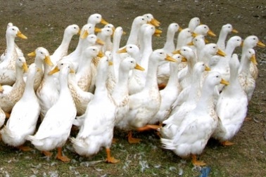 Ngăn chặn cúm A/H5N6 lây lan trên diện rộng do nhập lậu gia cầm