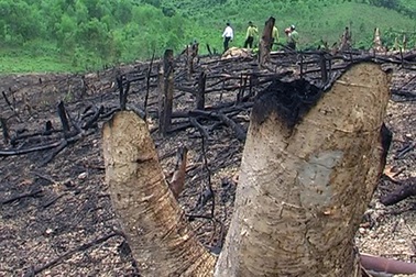 Tiếng kêu cứu từ rừng đầu nguồn hồ Khe Chung